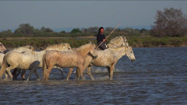 Camargue Horses and Guardians 02