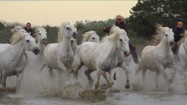 Camargue Horses and Guardians