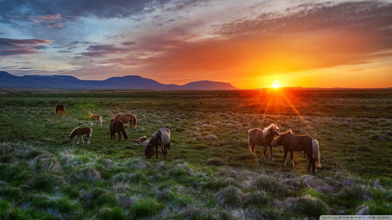 wild-horses-at-sunset-800x450