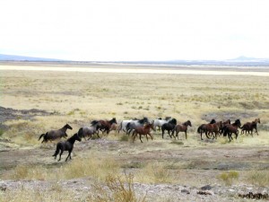 Mustang_Utah_2005_2